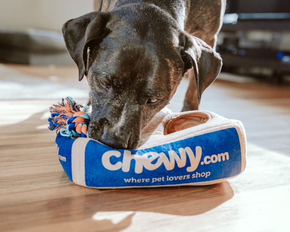 Golden Retriever puppies