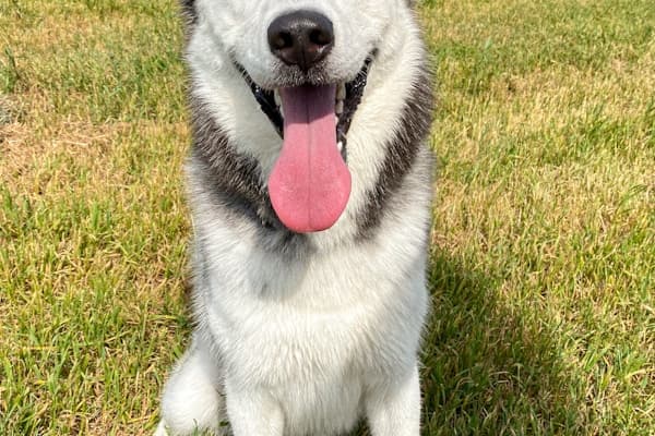 Golden Retriever health check
