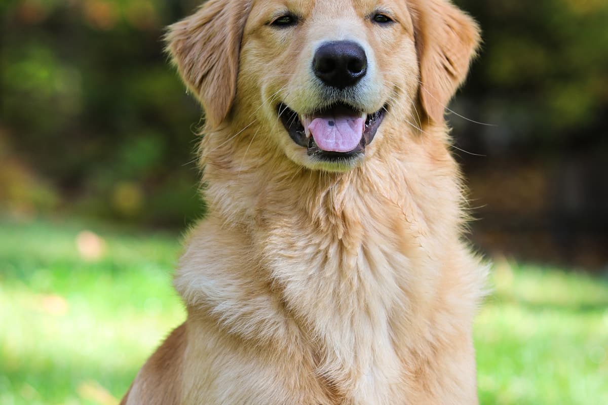 Beautiful Golden Retriever