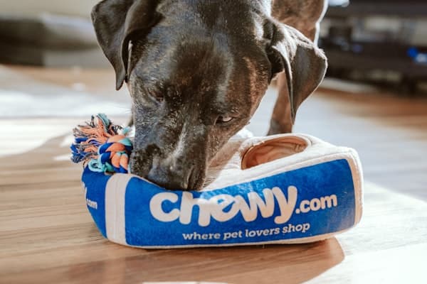 Golden Retriever in San Francisco