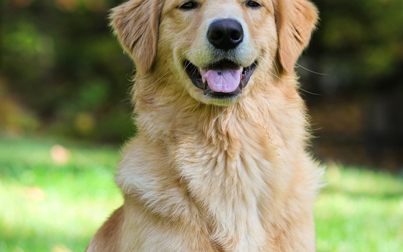 Our Golden Retrievers